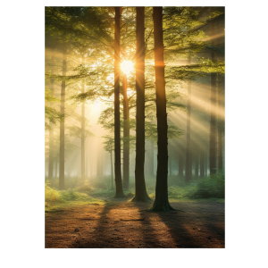 Forest Sun